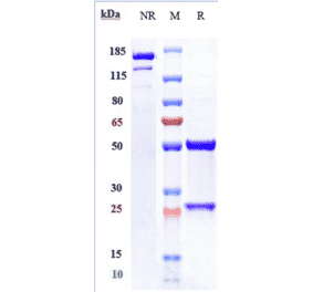 SDS-PAGE - Oleclumab Biosimilar - Anti-CD73 Antibody - Low endotoxin, Azide free (A323621) - Antibodies.com