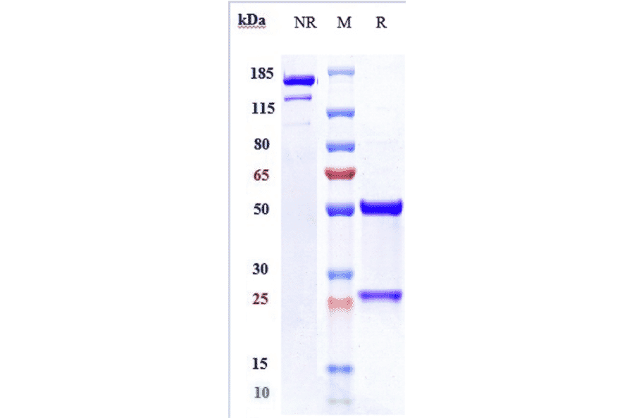 SDS-PAGE - Oleclumab Biosimilar - Anti-CD73 Antibody - Low endotoxin, Azide free (A323621) - Antibodies.com