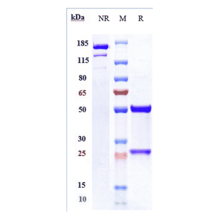SDS-PAGE - Oleclumab Biosimilar - Anti-CD73 Antibody - Low endotoxin, Azide free (A323621) - Antibodies.com