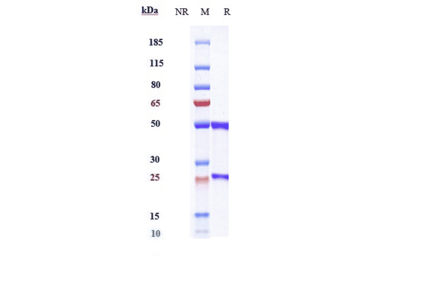 SDS-PAGE - Olinvacimab Biosimilar - Anti-VEGF Receptor 2 Antibody - Low endotoxin, Azide free (A323622) - Antibodies.com