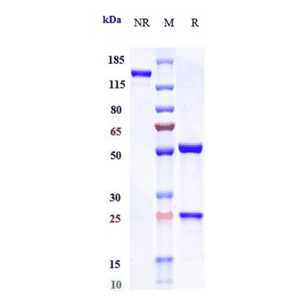 SDS-PAGE - Olokizumab Biosimilar - Anti-IL-6 Antibody - Low endotoxin, Azide free (A323623) - Antibodies.com