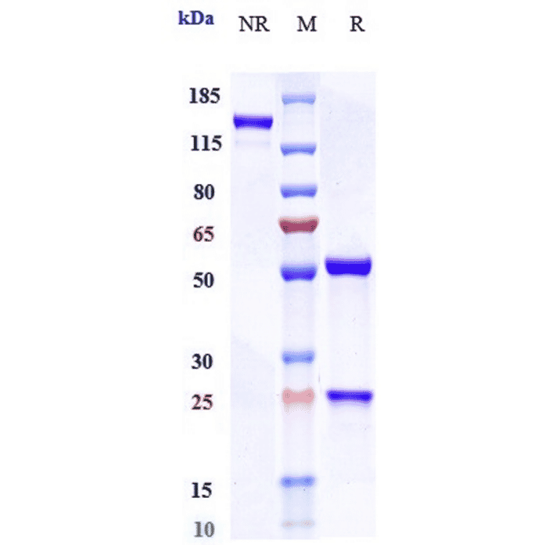 SDS-PAGE - Olokizumab Biosimilar - Anti-IL-6 Antibody - Low endotoxin, Azide free (A323623) - Antibodies.com