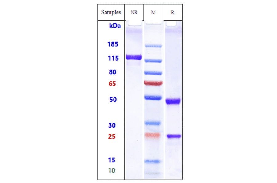 SDS-PAGE - Omalizumab Biosimilar - Anti-Human IgE Antibody - Low endotoxin, Azide free (A323624) - Antibodies.com