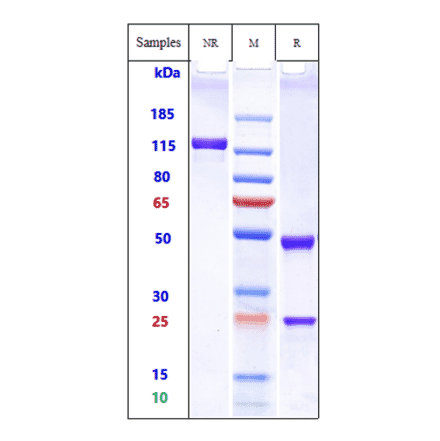 SDS-PAGE - Omalizumab Biosimilar - Anti-Human IgE Antibody - Low endotoxin, Azide free (A323624) - Antibodies.com