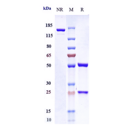 SDS-PAGE - Omburtamab Biosimilar - Anti-CD276 Antibody - Low endotoxin, Azide free (A323625) - Antibodies.com