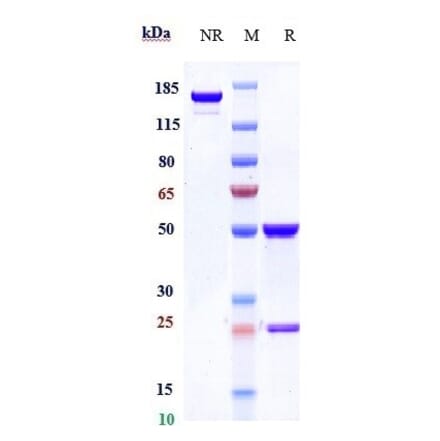 SDS-PAGE - Onartuzumab Biosimilar - Anti-Met (c-Met) Antibody - Low endotoxin, Azide free (A323626) - Antibodies.com