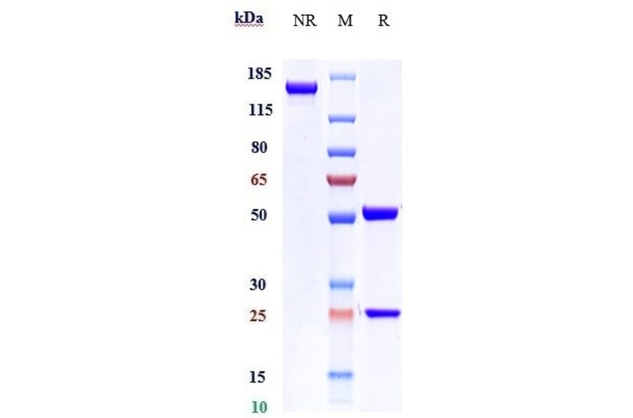SDS-PAGE - Ontamalimab Biosimilar - Anti-MAdCAM1 Antibody - Low endotoxin, Azide free (A323628) - Antibodies.com