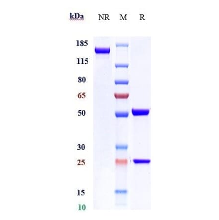SDS-PAGE - Ontamalimab Biosimilar - Anti-MAdCAM1 Antibody - Low endotoxin, Azide free (A323628) - Antibodies.com