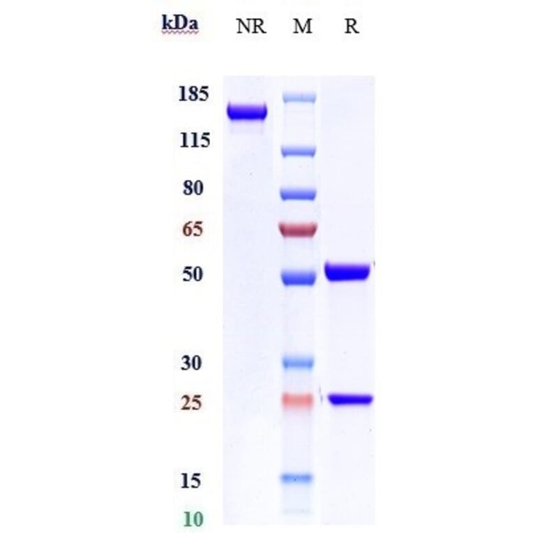 SDS-PAGE - Ontamalimab Biosimilar - Anti-MAdCAM1 Antibody - Low endotoxin, Azide free (A323628) - Antibodies.com