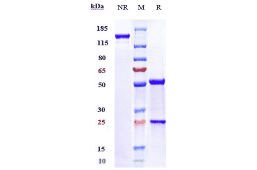 SDS-PAGE - Onvatilimab Biosimilar - Anti-VISTA Antibody - Low endotoxin, Azide free (A323630) - Antibodies.com