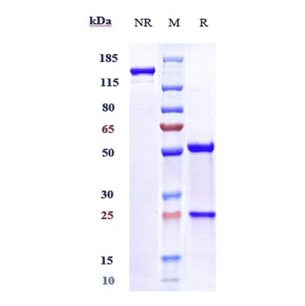 SDS-PAGE - Onvatilimab Biosimilar - Anti-VISTA Antibody - Low endotoxin, Azide free (A323630) - Antibodies.com