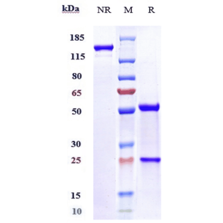SDS-PAGE - Onvatilimab Biosimilar - Anti-VISTA Antibody - Low endotoxin, Azide free (A323630) - Antibodies.com