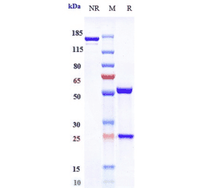 SDS-PAGE - Opicinumab Biosimilar - Anti-Lingo1 Antibody - Low endotoxin, Azide free (A323631) - Antibodies.com