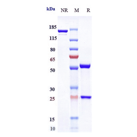 SDS-PAGE - Opicinumab Biosimilar - Anti-Lingo1 Antibody - Low endotoxin, Azide free (A323631) - Antibodies.com