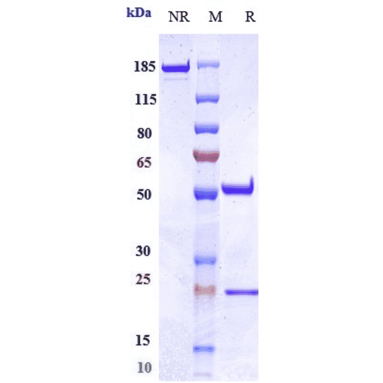 SDS-PAGE - Oportuzumab Biosimilar - Anti-EpCAM Antibody - Low endotoxin, Azide free (A323632) - Antibodies.com