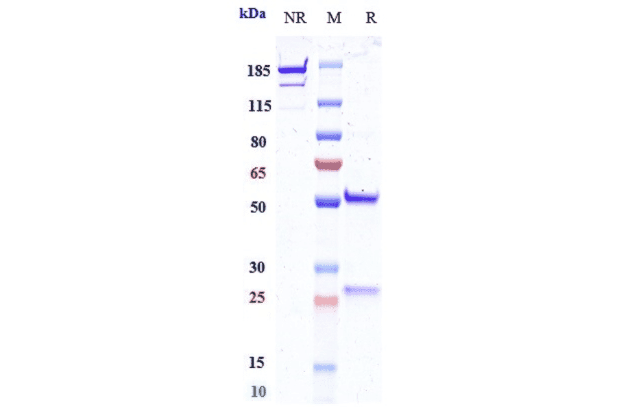 SDS-PAGE - Opucolimab Biosimilar - Anti-PD-L1 Antibody - Low endotoxin, Azide free (A323633) - Antibodies.com