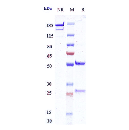 SDS-PAGE - Opucolimab Biosimilar - Anti-PD-L1 Antibody - Low endotoxin, Azide free (A323633) - Antibodies.com