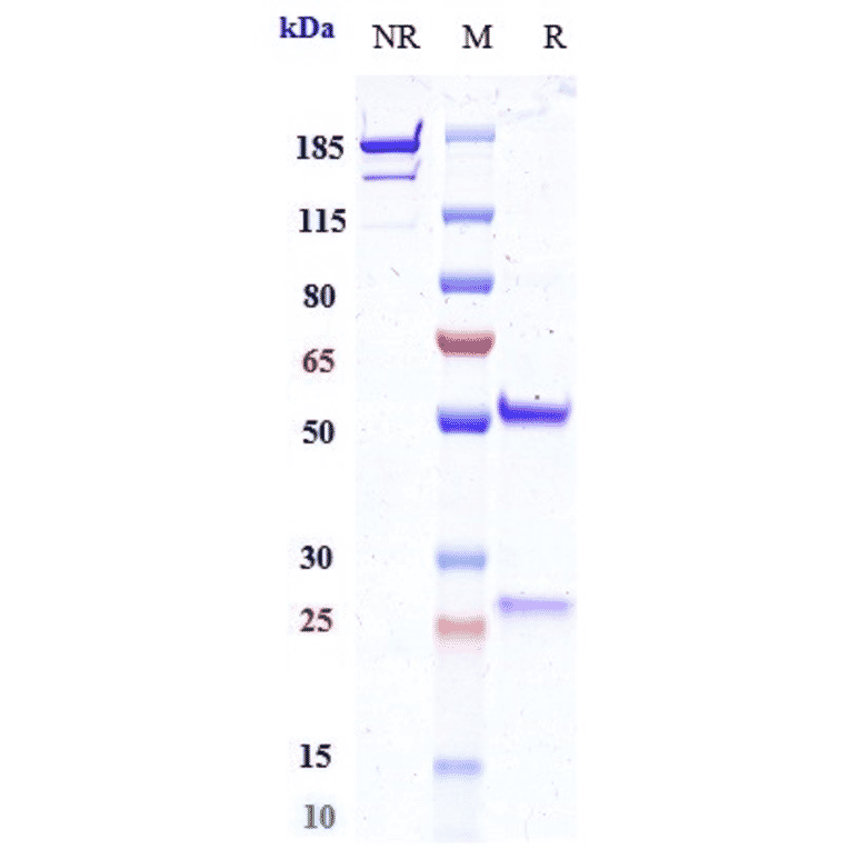 SDS-PAGE - Opucolimab Biosimilar - Anti-PD-L1 Antibody - Low endotoxin, Azide free (A323633) - Antibodies.com