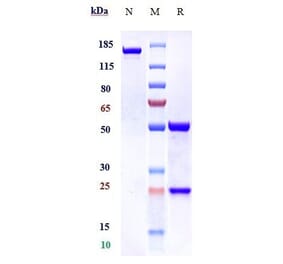 SDS-PAGE - Oregovomab Biosimilar - Anti-MUC16 Antibody - Low endotoxin, Azide free (A323636) - Antibodies.com