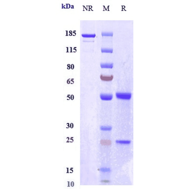 SDS-PAGE - Orilanolimab Biosimilar - Anti-FCGRT/FCRN Antibody - Low endotoxin, Azide free (A323637) - Antibodies.com