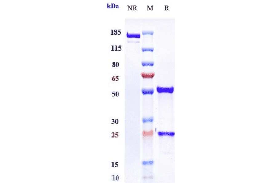 SDS-PAGE - Osocimab Biosimilar - Anti-Factor XI Antibody - Low endotoxin, Azide free (A323639) - Antibodies.com