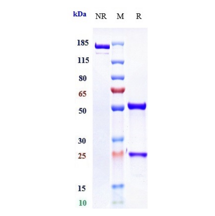 SDS-PAGE - Osocimab Biosimilar - Anti-Factor XI Antibody - Low endotoxin, Azide free (A323639) - Antibodies.com