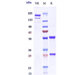 SDS-PAGE - Otelixizumab Biosimilar - Anti-CD3 Antibody - Low endotoxin, Azide free (A323640) - Antibodies.com