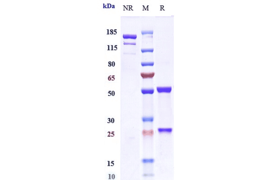 SDS-PAGE - Otelixizumab Biosimilar - Anti-CD3 Antibody - Low endotoxin, Azide free (A323640) - Antibodies.com