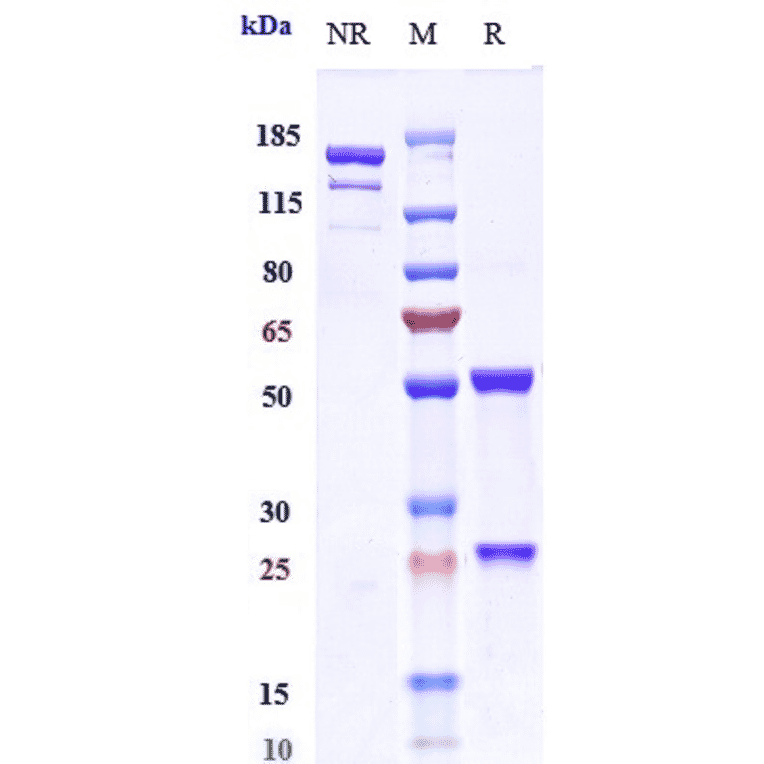 SDS-PAGE - Otelixizumab Biosimilar - Anti-CD3 Antibody - Low endotoxin, Azide free (A323640) - Antibodies.com