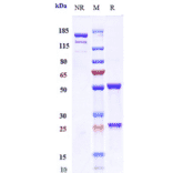 SDS-PAGE - Otelixizumab Biosimilar - Anti-CD3 Antibody - Low endotoxin, Azide free (A323640) - Antibodies.com