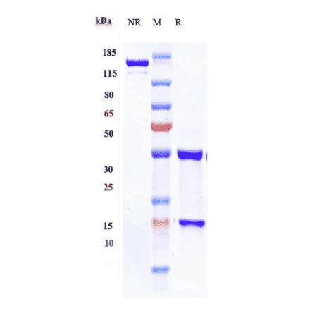 SDS-PAGE - Otilimab Biosimilar - Anti-GM-CSF Antibody - Low endotoxin, Azide free (A323641) - Antibodies.com