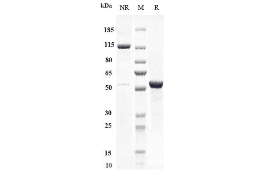 SDS-PAGE - Otlertuzumab Biosimilar - Anti-CD37 Antibody - Low endotoxin, Azide free (A323642) - Antibodies.com