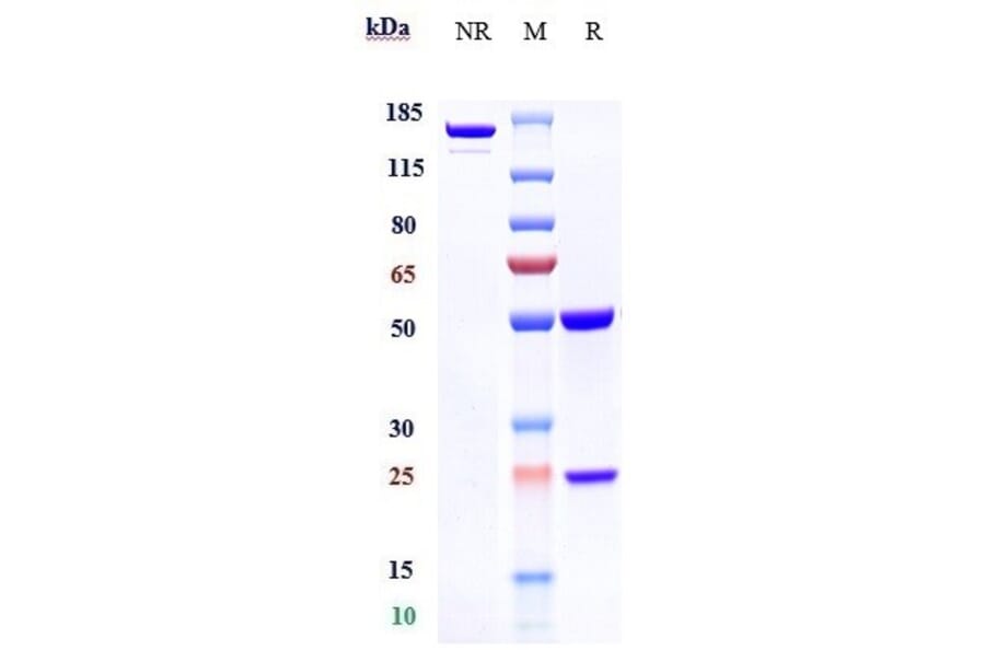SDS-PAGE - Oxelumab Biosimilar - Anti-OX40L/TNFSF4 Antibody - Low endotoxin, Azide free (A323643) - Antibodies.com