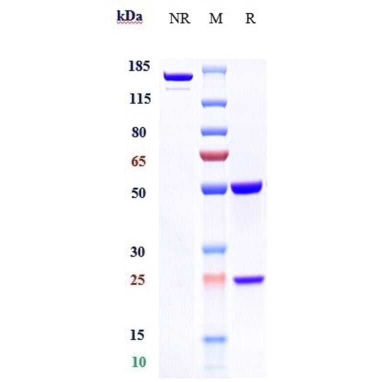 SDS-PAGE - Oxelumab Biosimilar - Anti-OX40L/TNFSF4 Antibody - Low endotoxin, Azide free (A323643) - Antibodies.com