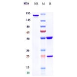 SDS-PAGE - Oxelumab Biosimilar - Anti-OX40L/TNFSF4 Antibody - Low endotoxin, Azide free (A323643) - Antibodies.com