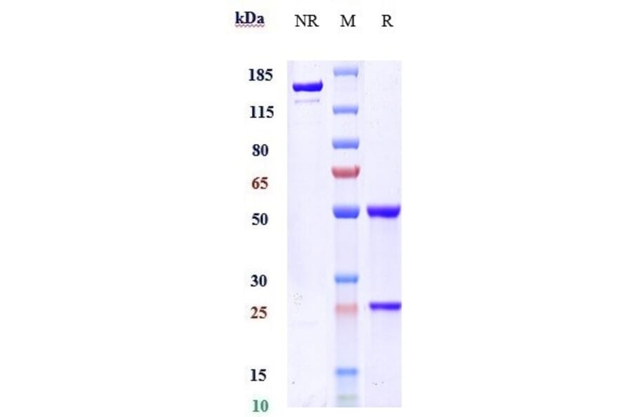SDS-PAGE - Ozanezumab Biosimilar - Anti-Nogo Antibody - Low endotoxin, Azide free (A323644) - Antibodies.com