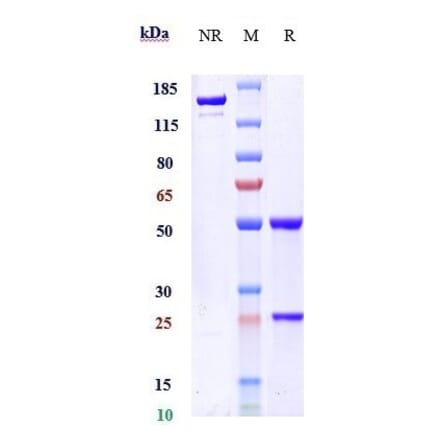 SDS-PAGE - Ozanezumab Biosimilar - Anti-Nogo Antibody - Low endotoxin, Azide free (A323644) - Antibodies.com