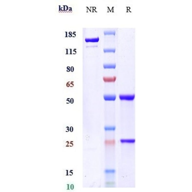 SDS-PAGE - Ozanezumab Biosimilar - Anti-Nogo Antibody - Low endotoxin, Azide free (A323644) - Antibodies.com