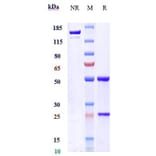 SDS-PAGE - Ozanezumab Biosimilar - Anti-Nogo Antibody - Low endotoxin, Azide free (A323644) - Antibodies.com