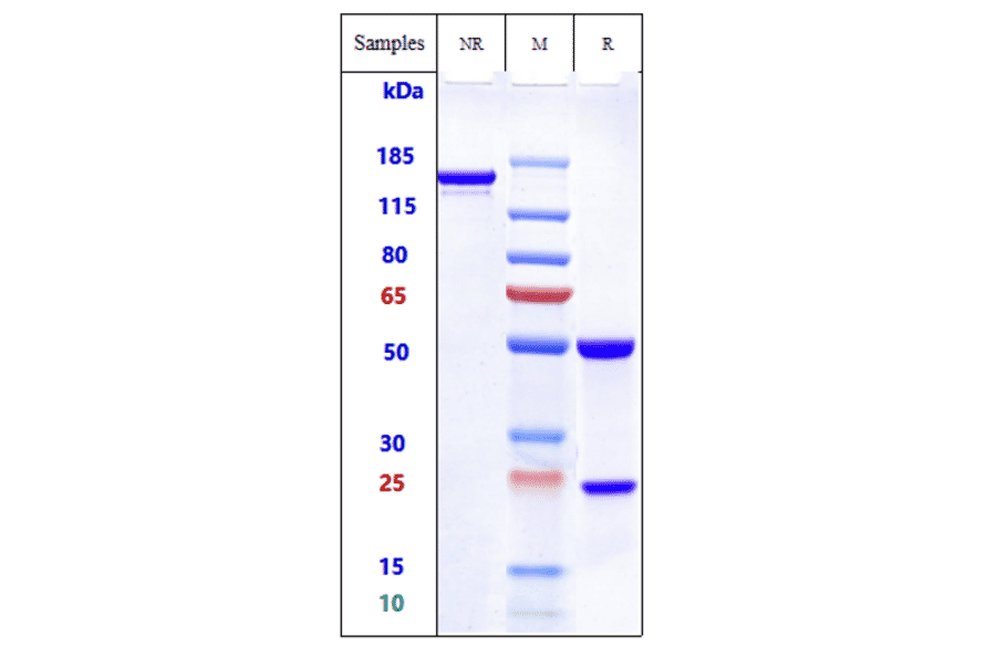 SDS-PAGE - Ozuriftamab Biosimilar - Anti-ROR2 Antibody - Low endotoxin, Azide free (A323646) - Antibodies.com