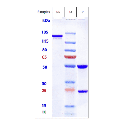 SDS-PAGE - Ozuriftamab Biosimilar - Anti-ROR2 Antibody - Low endotoxin, Azide free (A323646) - Antibodies.com
