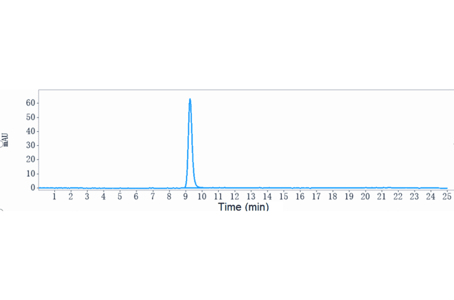 SEC-HPLC - Ozuriftamab Biosimilar - Anti-ROR2 Antibody - Low endotoxin, Azide free (A323646) - Antibodies.com