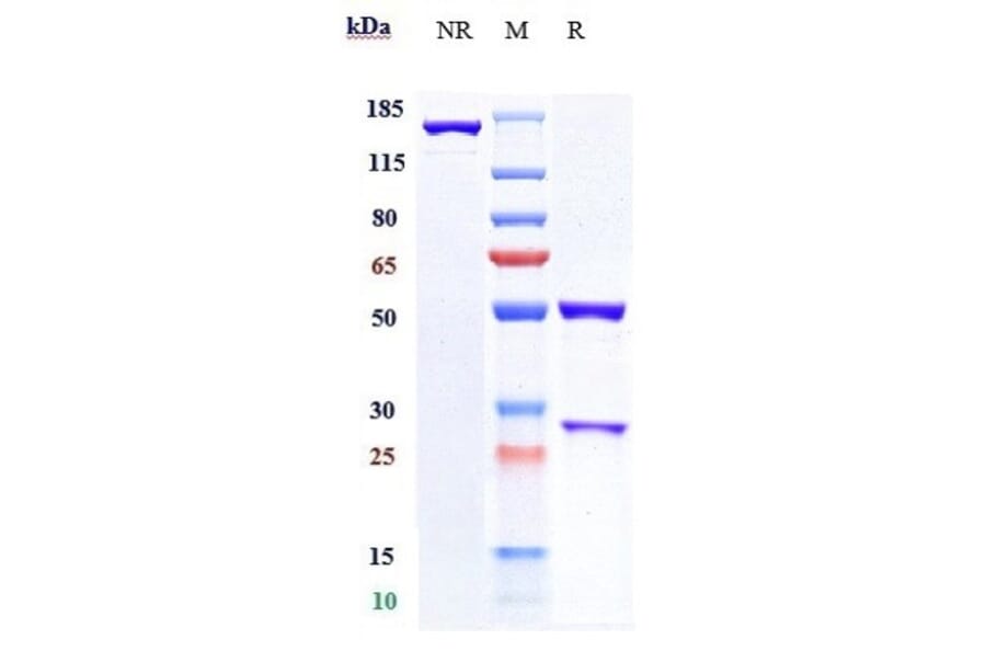 SDS-PAGE - Pacmilimab Biosimilar - Anti-PD-L1 Antibody - Low endotoxin, Azide free (A323647) - Antibodies.com