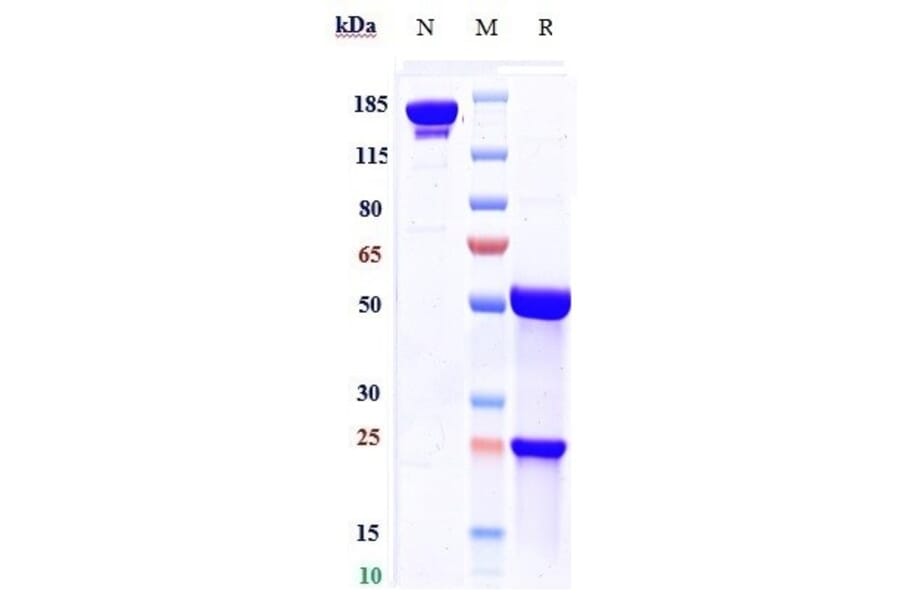 SDS-PAGE - Palivizumab Biosimilar - Anti-Respiratory Syncytial Virus Fusion (F) Glycoprotein Antibody - Low endotoxin, Azide free (A323648) - Antibodies.com