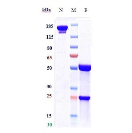 SDS-PAGE - Palivizumab Biosimilar - Anti-Respiratory Syncytial Virus Fusion (F) Glycoprotein Antibody - Low endotoxin, Azide free (A323648) - Antibodies.com