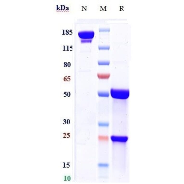 SDS-PAGE - Palivizumab Biosimilar - Anti-Respiratory Syncytial Virus Fusion (F) Glycoprotein Antibody - Low endotoxin, Azide free (A323648) - Antibodies.com