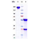 SDS-PAGE - Palivizumab Biosimilar - Anti-Respiratory Syncytial Virus Fusion (F) Glycoprotein Antibody - Low endotoxin, Azide free (A323648) - Antibodies.com