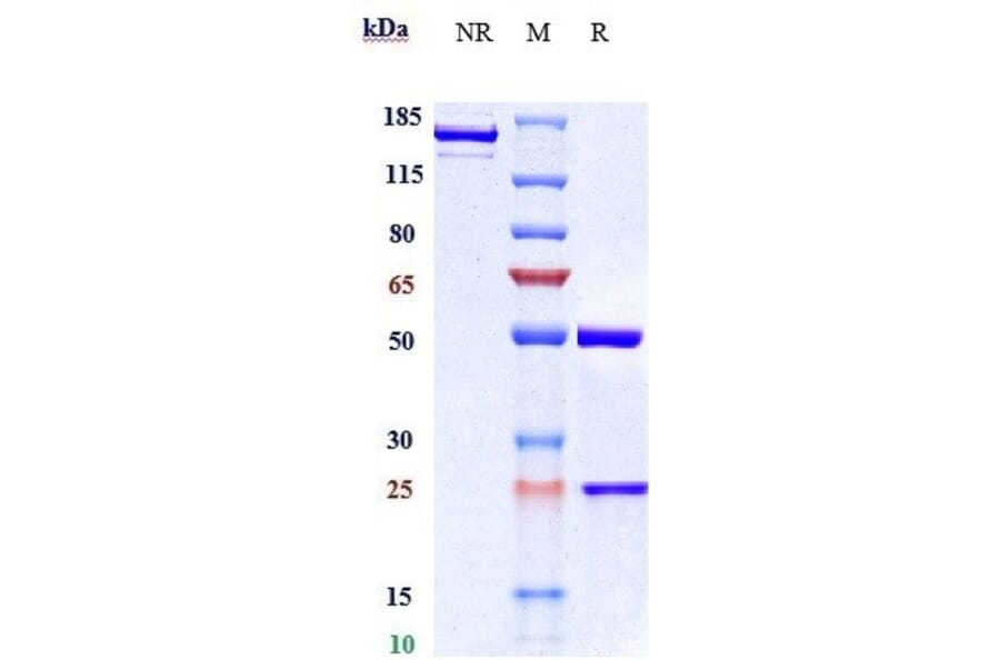 SDS-PAGE - Pamrevlumab Biosimilar - Anti-CTGF Antibody - Low endotoxin, Azide free (A323649) - Antibodies.com