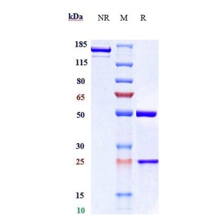 SDS-PAGE - Pamrevlumab Biosimilar - Anti-CTGF Antibody - Low endotoxin, Azide free (A323649) - Antibodies.com