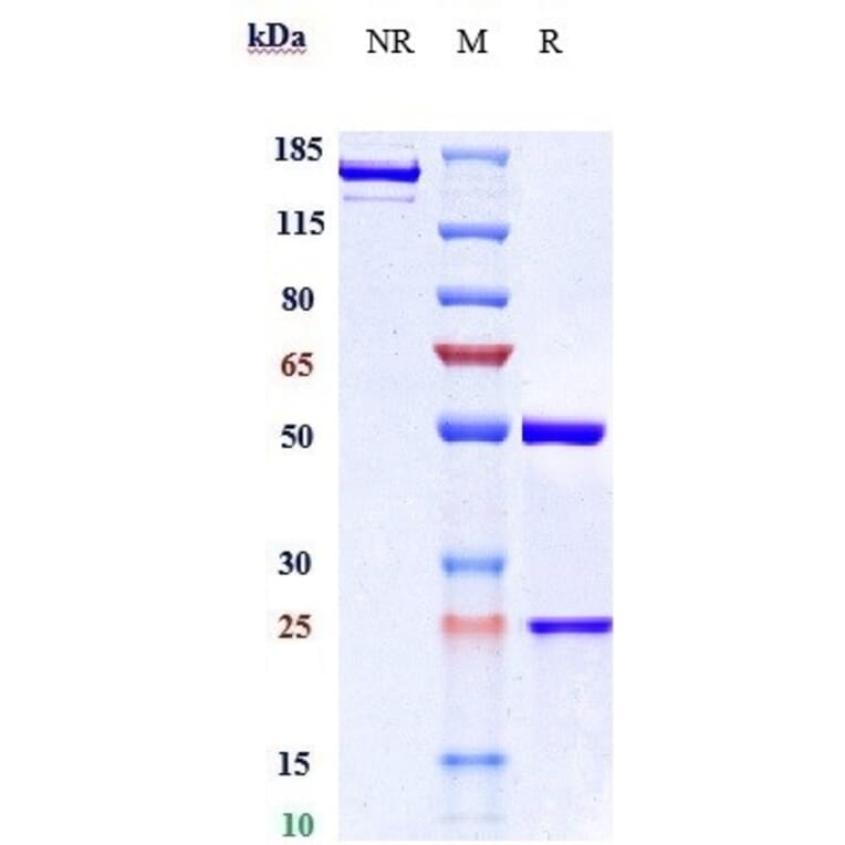 SDS-PAGE - Pamrevlumab Biosimilar - Anti-CTGF Antibody - Low endotoxin, Azide free (A323649) - Antibodies.com